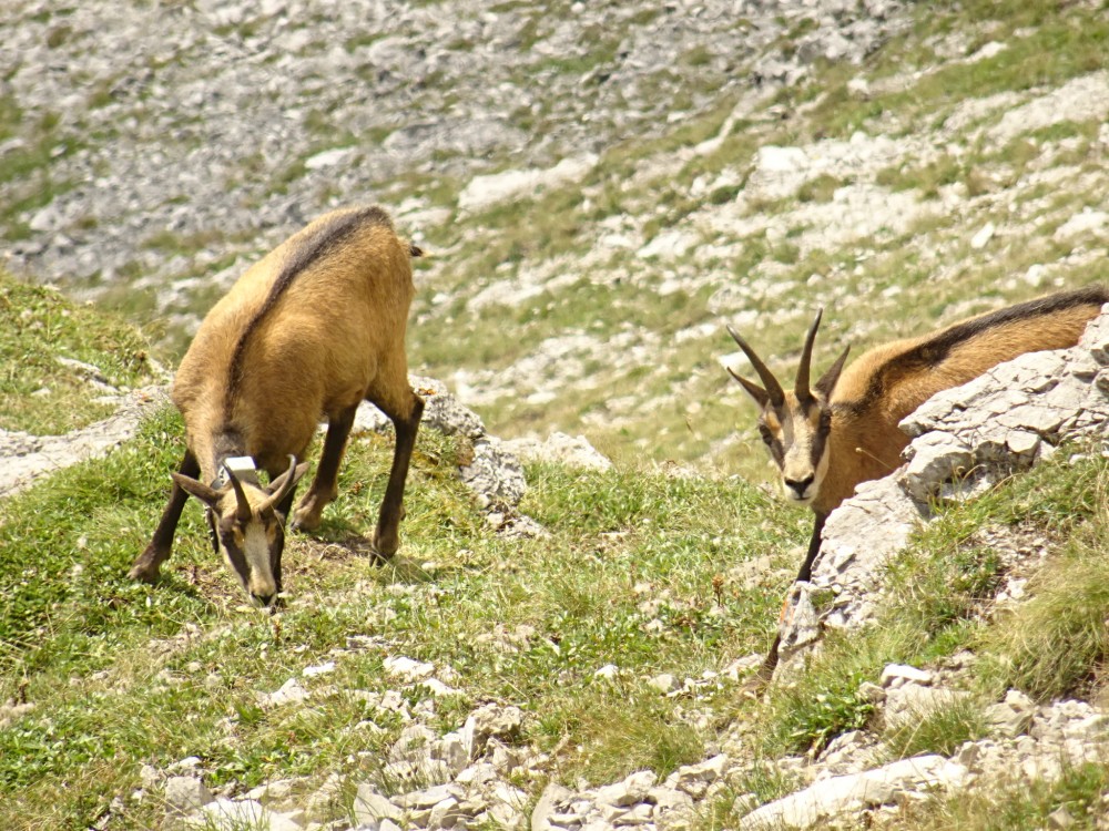 Zvedavci nad Kopským sedlom