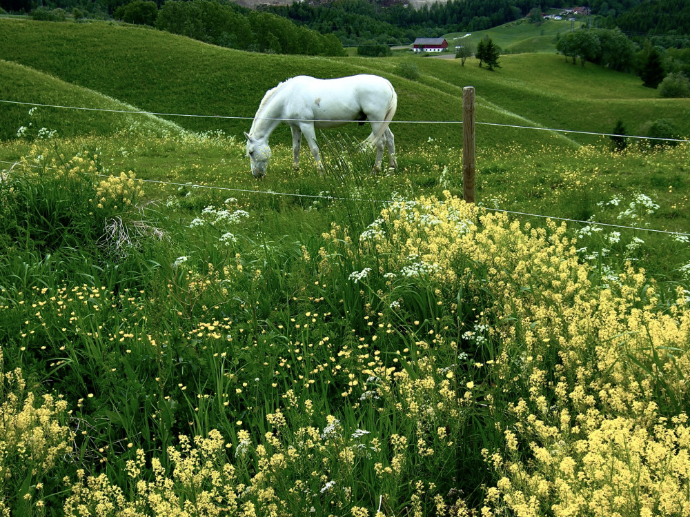 Nittedal- Norsko