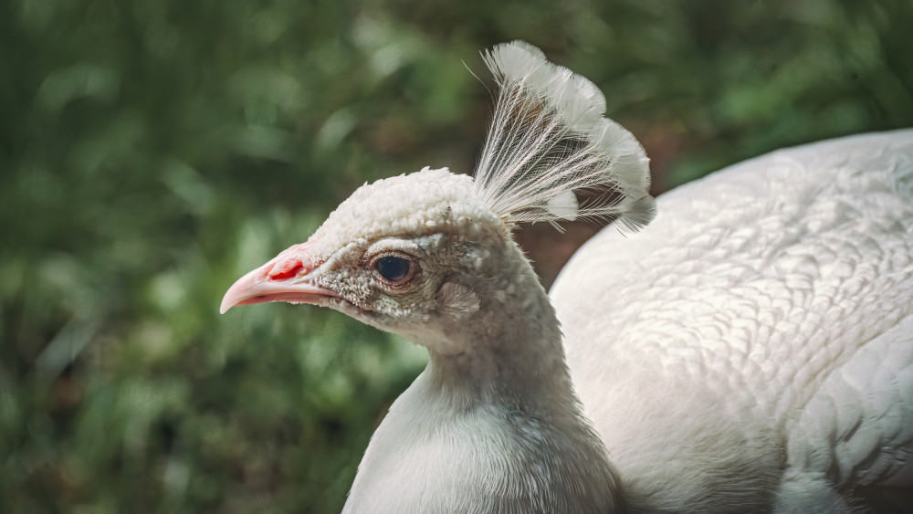 Pava
