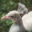 Pava