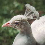 Pava