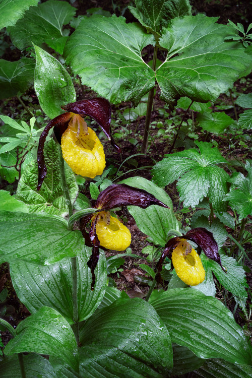 Premočené črievičky