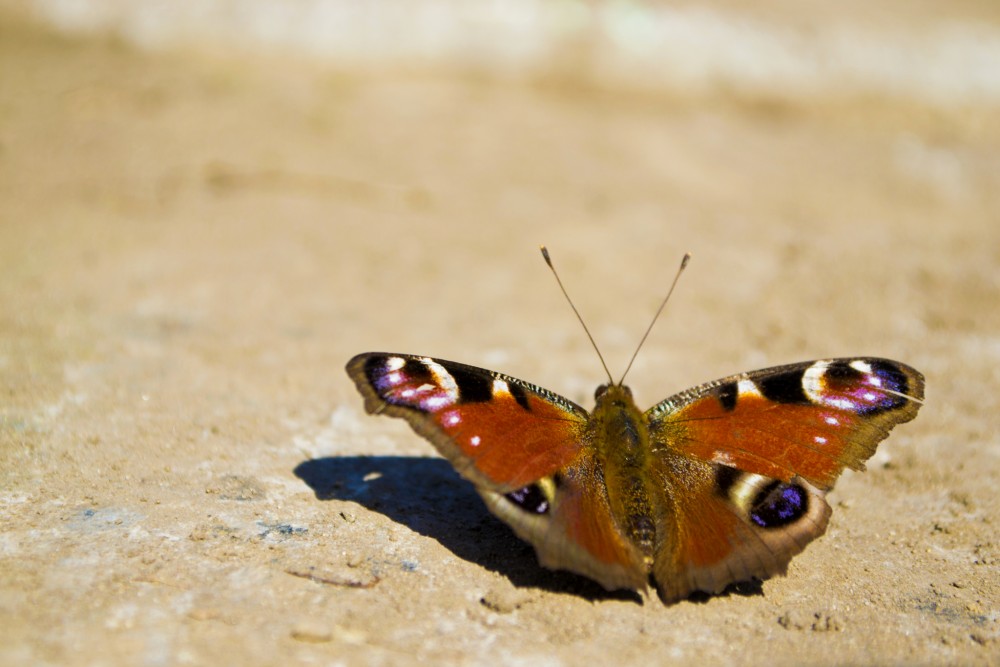 Motýľ na púšti