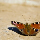 Motýľ na púšti