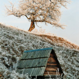 Dášok a strom