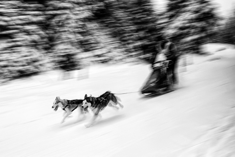 Sledge dogs