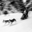 Sledge dogs