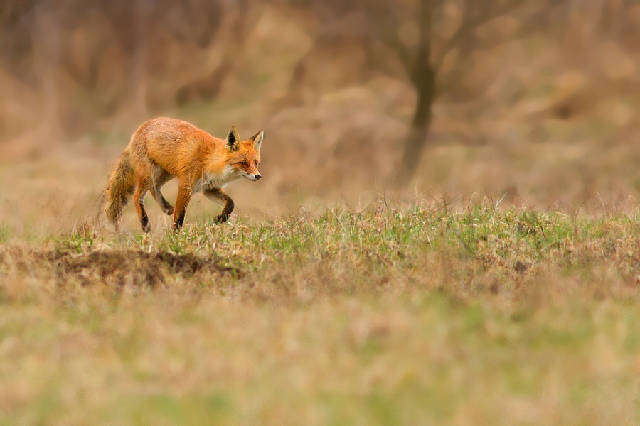 Vulpes vulpes