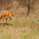 Vulpes vulpes