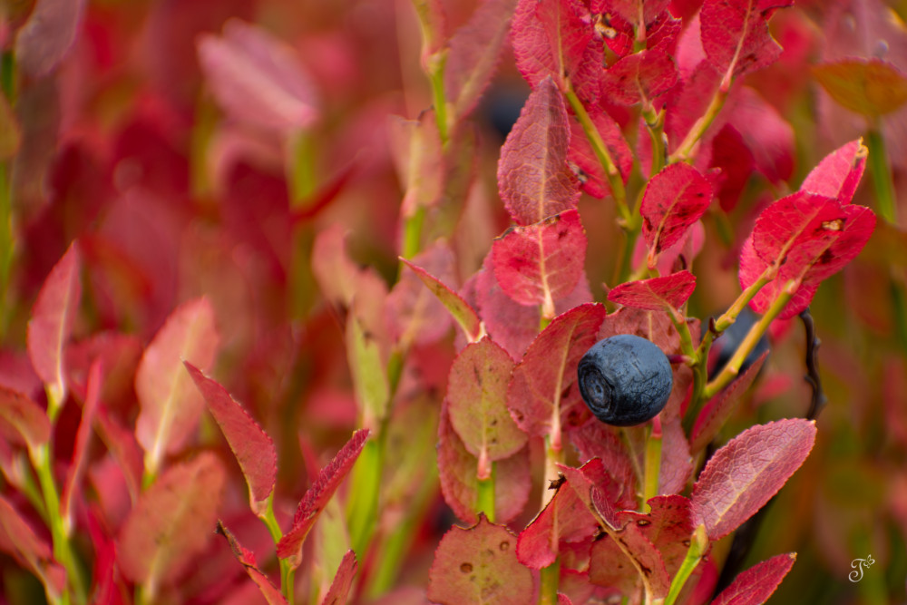 Maličká pochúťka